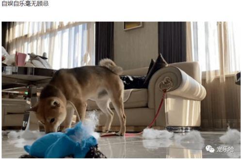 顽皮哥视频,欢乐无限，趣味横生的搞笑瞬间回顾